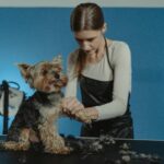 Professional groomer working on a Yorkshire Terrier's fur in a bright studio setting.