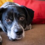 Charming black and white dog lying comfortably on a cozy couch with vibrant pillows.