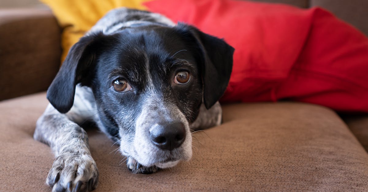 Charming black and white dog lying comfortably on a cozy couch with vibrant pillows.