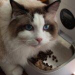 A fluffy Ragdoll cat enjoys meal from an automatic pet feeder indoors.