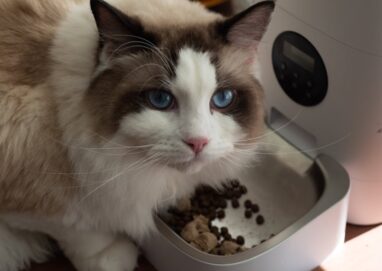 A fluffy Ragdoll cat enjoys meal from an automatic pet feeder indoors.