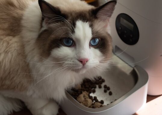 A fluffy Ragdoll cat enjoys meal from an automatic pet feeder indoors.