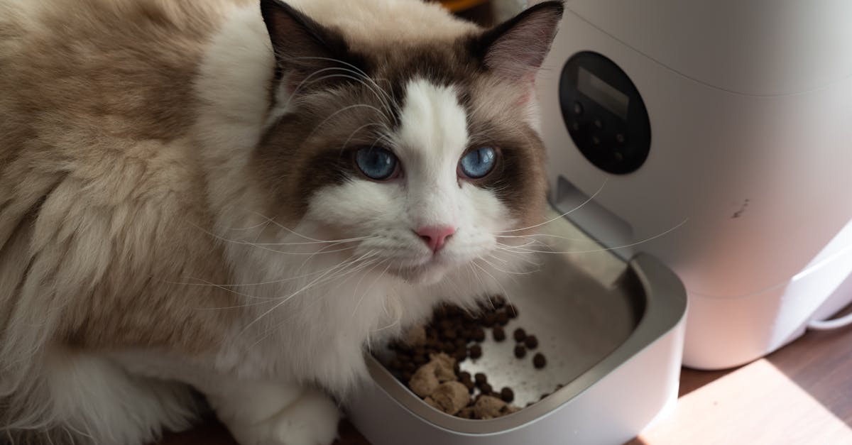 A fluffy Ragdoll cat enjoys meal from an automatic pet feeder indoors.