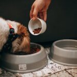 A hand feeds a Shih Tzu puppy in an indoor setting, highlighting pet care and love.