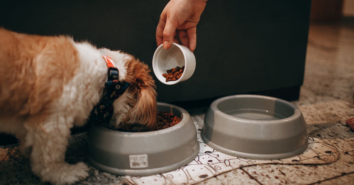 A hand feeds a Shih Tzu puppy in an indoor setting, highlighting pet care and love.