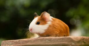 Cute guinea pig outdoors on a wooden ledge surrounded by nature.