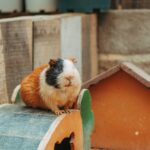 A fluffy guinea pig sitting on a wooden bridge in its cozy enclosure.