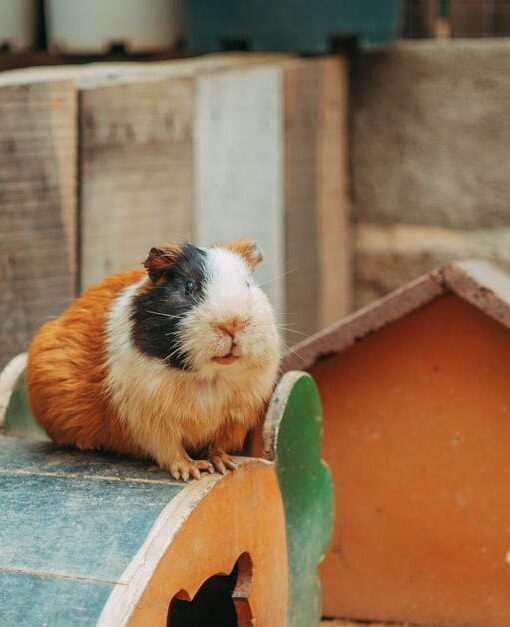 A fluffy guinea pig sitting on a wooden bridge in its cozy enclosure.