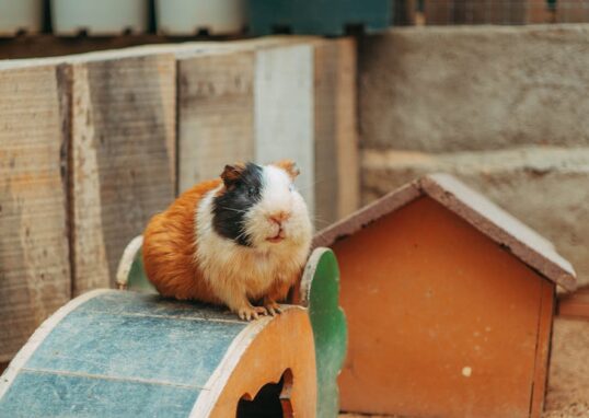 A fluffy guinea pig sitting on a wooden bridge in its cozy enclosure.