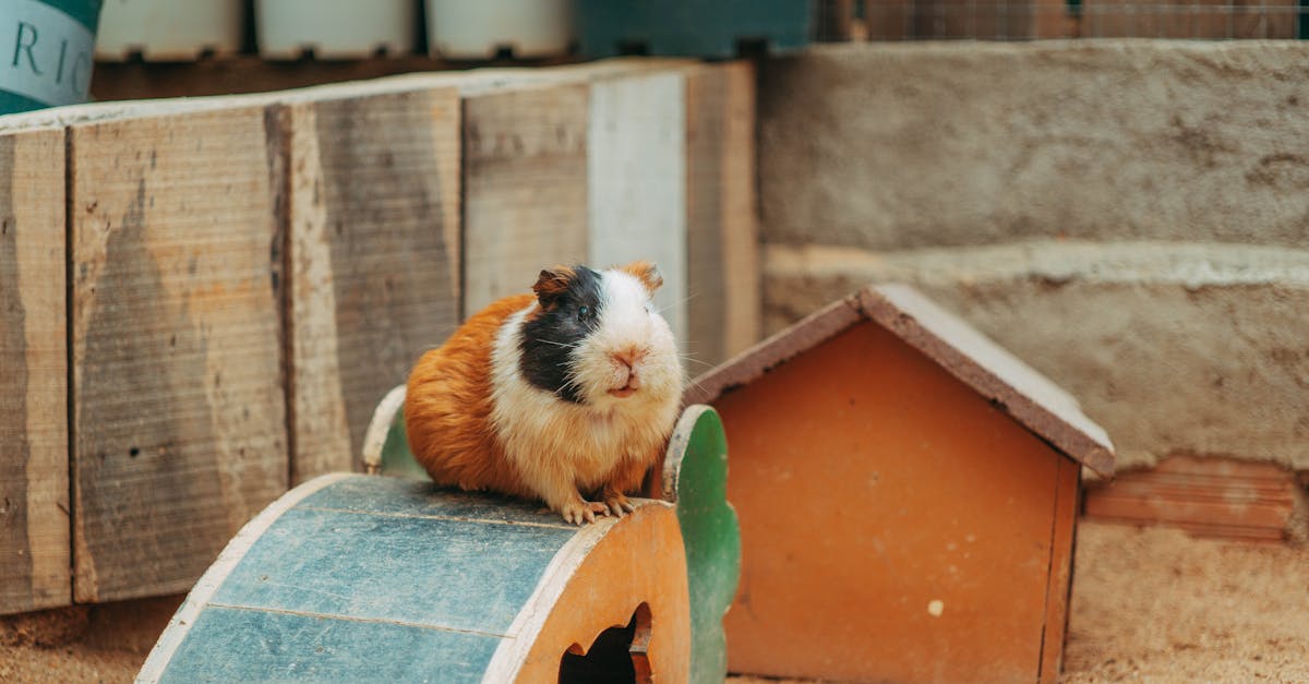 A fluffy guinea pig sitting on a wooden bridge in its cozy enclosure.