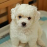 Cute Bichon Frise puppy sitting on a training pad indoors, showcasing its fluffy white coat.