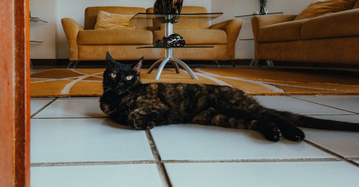 A black cat lounges on tiled floor in a modern living room with beige sofas and decor.