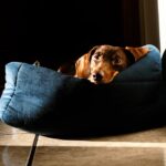 Charming dachshund lounging in a sunlit bed, capturing a warm and peaceful moment indoors.