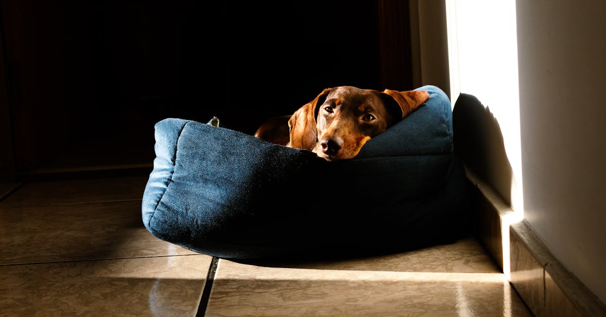 Charming dachshund lounging in a sunlit bed, capturing a warm and peaceful moment indoors.
